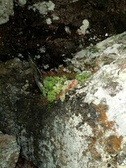 Cryptogramma stelleri