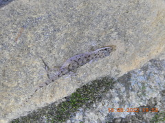 Hemidactylus parvimaculatus