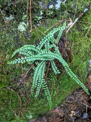 Asplenium trichomanes