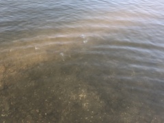 Chrysaora chesapeakei