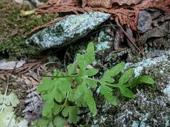 Cryptogramma stelleri