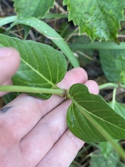 Mirabilis nyctaginea