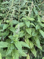 Teucrium canadense