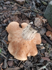 Hohenbuehelia petaloides