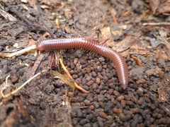 Trigoniulus corallinus