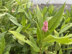 Persicaria amphibia