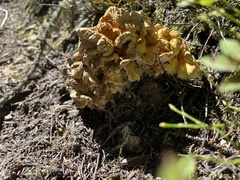 Cantharellus roseocanus
