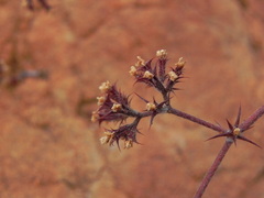 Chorizanthe fimbriata