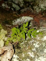 Cryptogramma stelleri