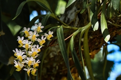 Aerides odorata