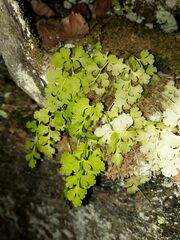 Cryptogramma stelleri