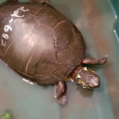 Chrysemys picta marginata