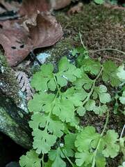 Cryptogramma stelleri
