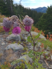 Cirsium edule