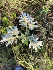 Euphorbia marginata