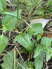 Mirabilis nyctaginea