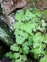 Cryptogramma stelleri