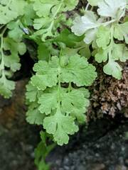 Cryptogramma stelleri