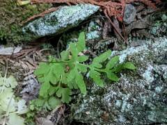 Cryptogramma stelleri