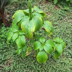 Acalypha ostryifolia