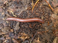 Trigoniulus corallinus