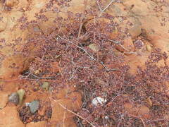 Chorizanthe fimbriata