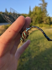 Aeshna tuberculifera