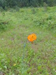 Lilium columbianum
