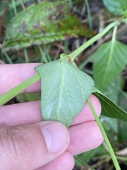 Mirabilis nyctaginea