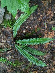 Polystichum lonchitis
