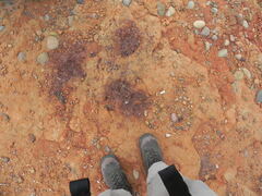 Chorizanthe fimbriata