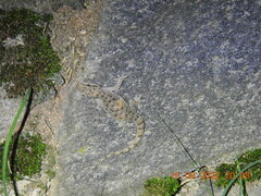 Hemidactylus brookii