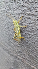 Melanoplus differentialis