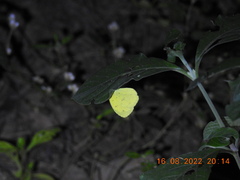 Eurema hecabe