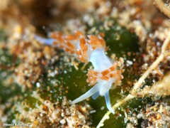 Flabellina dushia