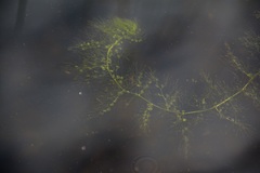 Utricularia macrorhiza