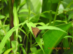 Junonia iphita