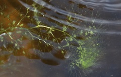 Utricularia macrorhiza