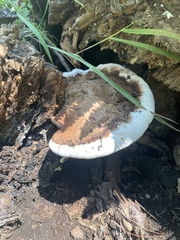Ganoderma applanatum