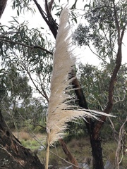 Cortaderia selloana