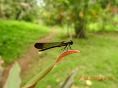 Heliocypha bisignata