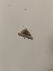 Euphyia intermediata