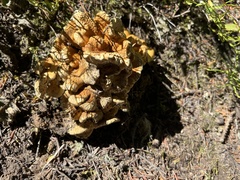 Cantharellus roseocanus