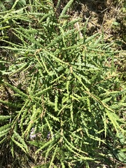 Comptonia peregrina