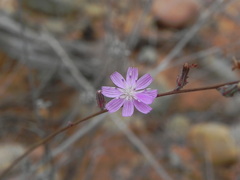 Stephanomeria diegensis