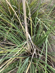 Cortaderia selloana