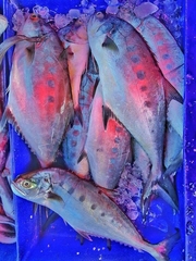 Scomberoides commersonnianus
