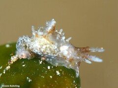 Okenia polycerelloides