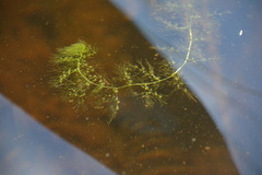 Utricularia macrorhiza