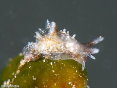 Okenia polycerelloides